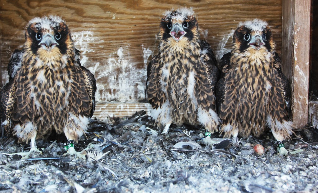 Peregrine Falcons The New Ny Bridge Project